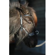 Kaptoom (mini)shetlander - Minihorse - 20.66